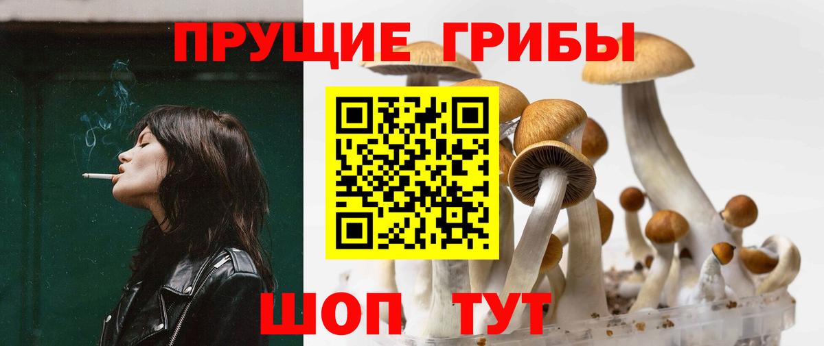 Псилоцибиновые грибы Psilocybe Киров